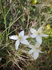 Thalictrum tuberosum