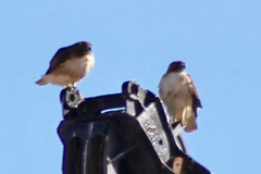 Buteo jamaicensis fuertesi