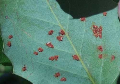 mahonia rust