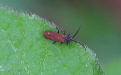 Benibotarus spinicoxis