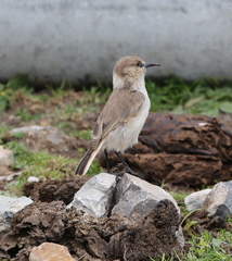 Pseudopodoces humilis