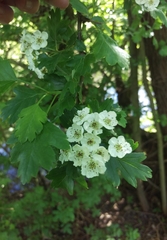 Crataegus monogyna