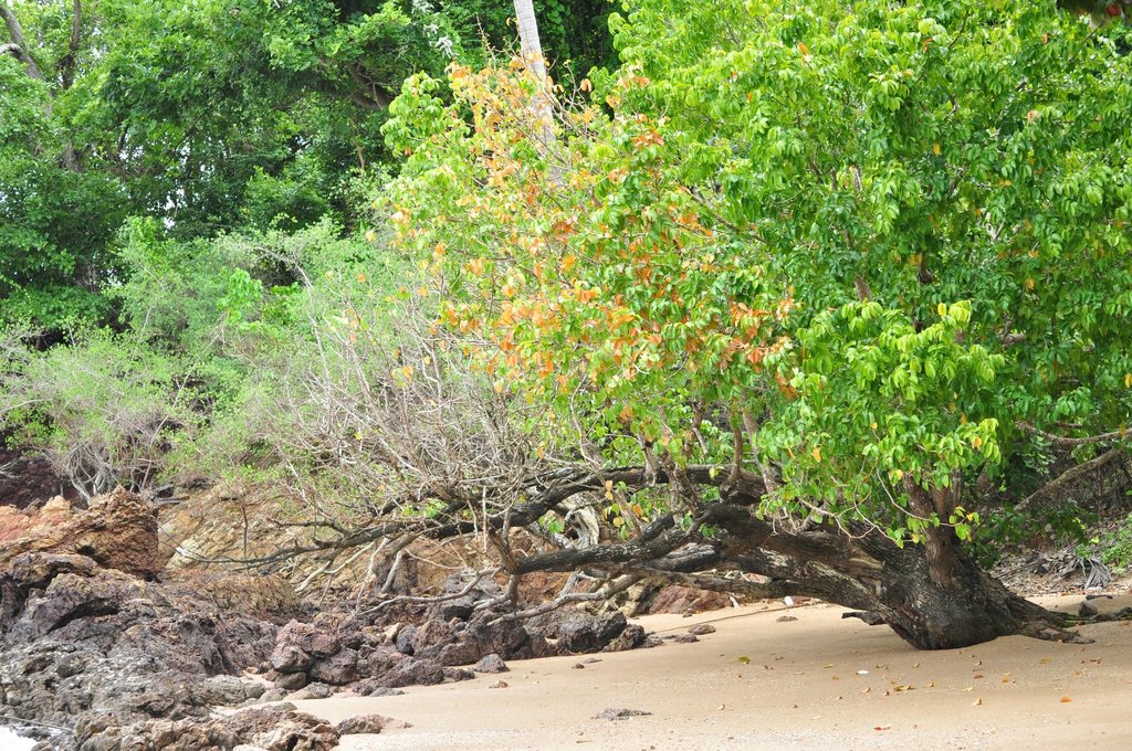 Xylocarpus rumphii (Xylocarpus rumphii)