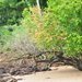 Xylocarpus rumphii - Photo (c) chatree49, osa oikeuksista pidätetään (CC BY-NC)