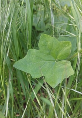 Bryonia cretica