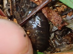 Arcitalitrus sylvaticus