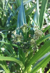 Scirpus sylvaticus