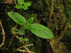 Columnea strigosa