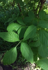 Acer negundo
