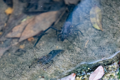 Macrobrachium laevis