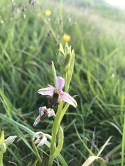 Ophrys scolopax apiformis