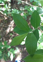 Salix caprea