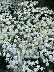 Sambucus nigra