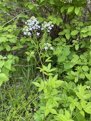 Cardamine leucantha