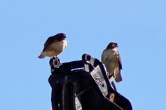 Buteo jamaicensis fuertesi