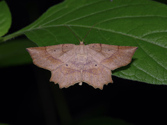 Euchlaena deplanaria