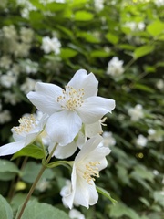 Philadelphus