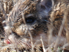 Dipodomys heermanni