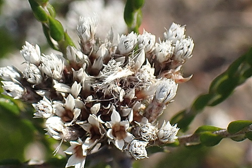 Image of Pretty Blombush (Metalasia pulcherrima) by no rights reserved