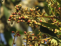Gaiadendron punctatum