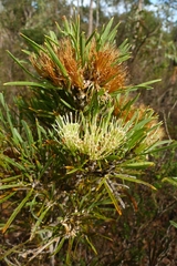 Hakea corymbosa