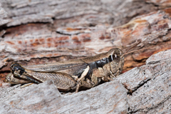 Melanoplus glaucipes