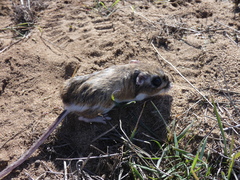 Dipodomys heermanni