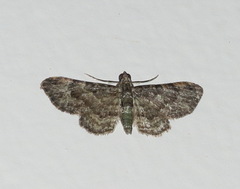 Chloroclystis mniochroa