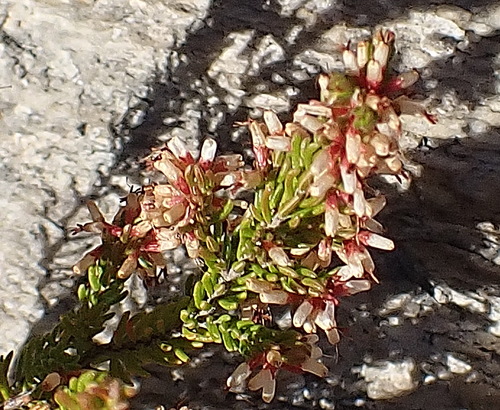 Image of Over Heath (Erica uberiflora) by no rights reserved