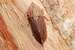 Anacotis hackeri
