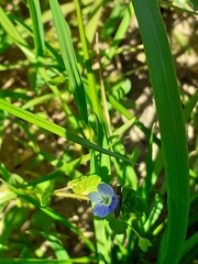 Veronica persica