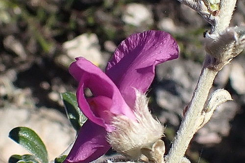 Image of Podalyria burchellii by no rights reserved