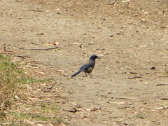 Aphelocoma insularis