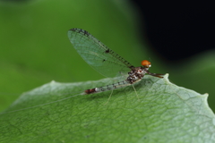Isothraulus abditus