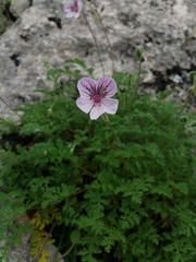 Erodium glandulosum