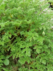 Erodium glandulosum