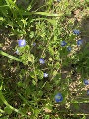 Veronica persica