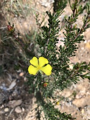 Hibbertia circumdans