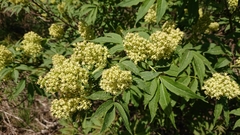Sambucus racemosa