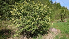 Sambucus racemosa