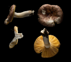 Russula capensis