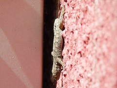 Mediodactylus kotschyi