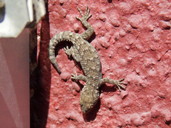 Mediodactylus kotschyi