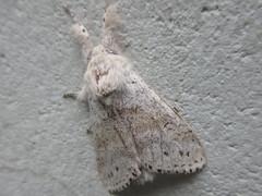 Calliteara pseudabietis