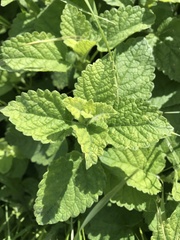 Melissa officinalis altissima