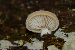 Crepidotus nephrodes