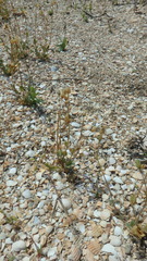 Holosteum umbellatum