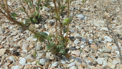 Holosteum umbellatum