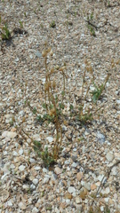 Holosteum umbellatum