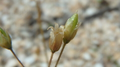 Holosteum umbellatum